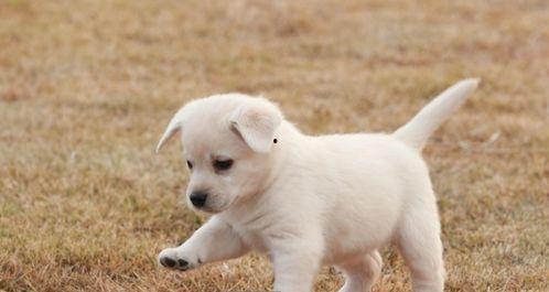 走近科学小狗长大娱乐吃瓜酱