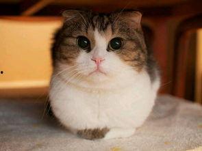 娱乐吃瓜猫咪视频大全免费观看,免费观看吃瓜视频大全