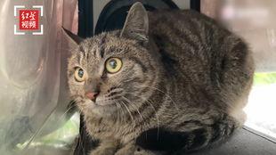 娱乐吃瓜猫咪视频大全免费观看,免费观看吃瓜视频大全