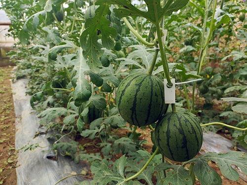 五一全网吃瓜更新最快