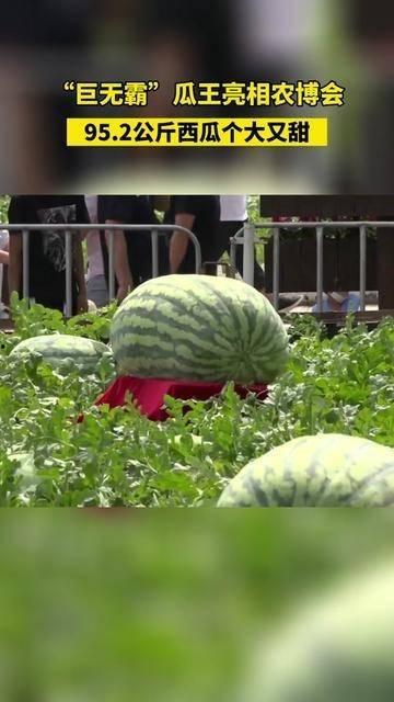 吃瓜星娱乐场,吃瓜星娱乐场独家爆料