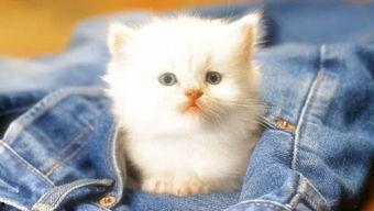 娱乐吃瓜茶小猫,揭秘茶小猫的幕后故事