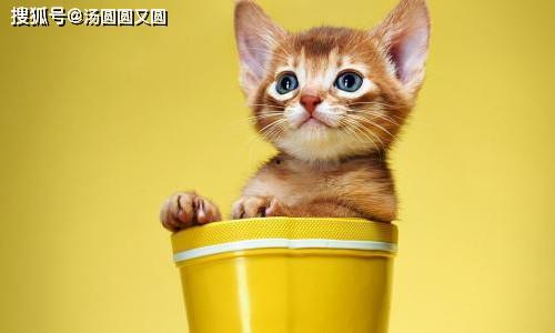 娱乐吃瓜茶小猫,揭秘茶小猫的幕后故事